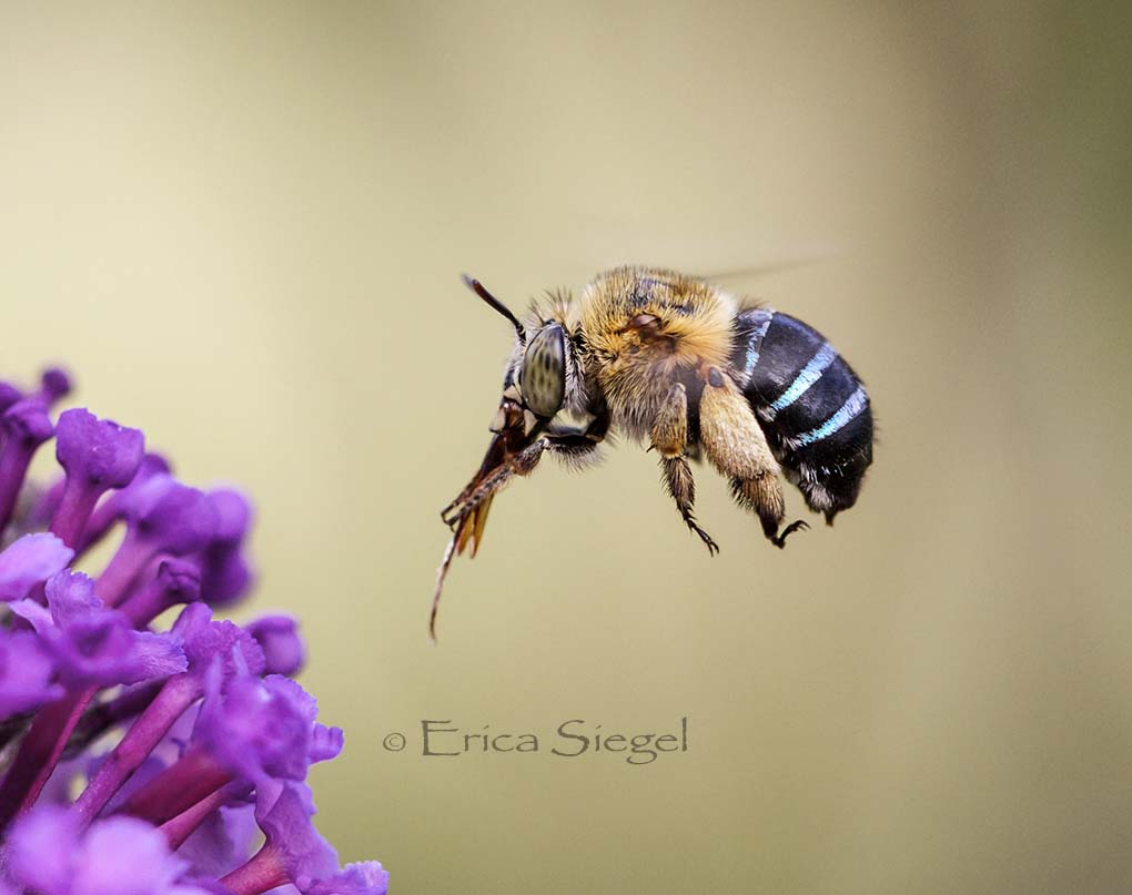 Australian native bee