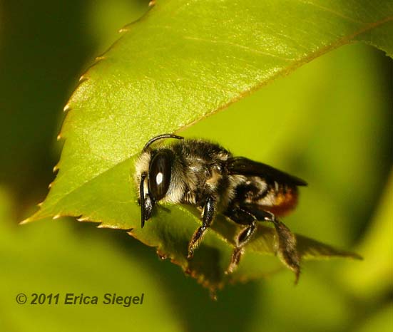 leafcutter bee in action