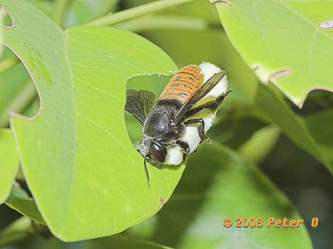 leaf cutter bee