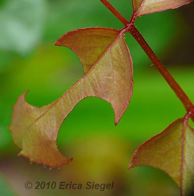 leafcutter leaves