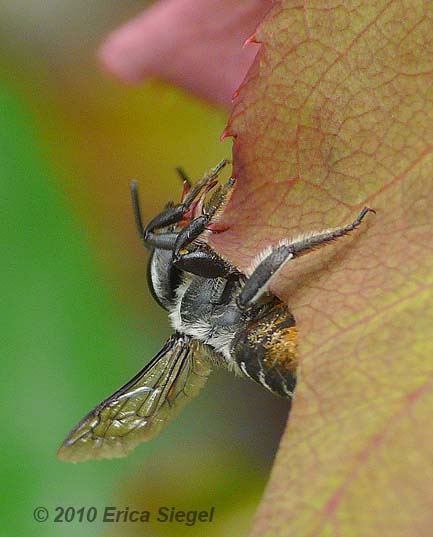 leafcutter bee in action