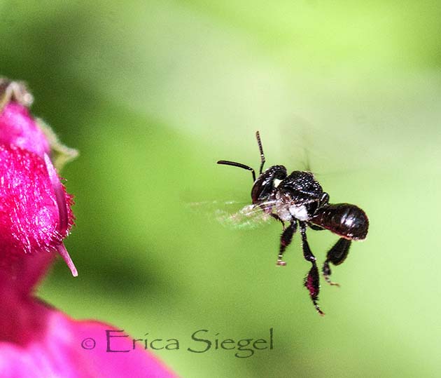 stingless native bee in flight