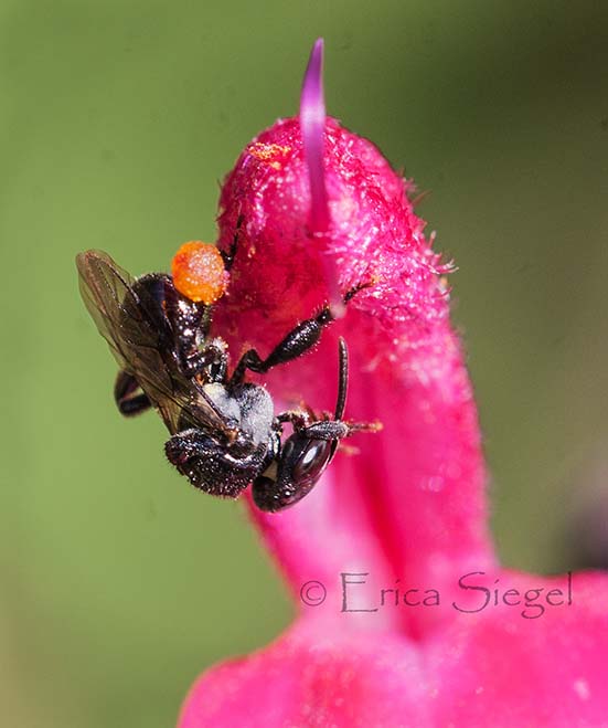 Australian stingless bee by Erica Siegel