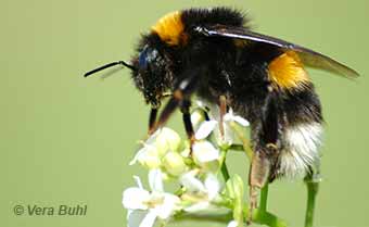 feral European bumble bee