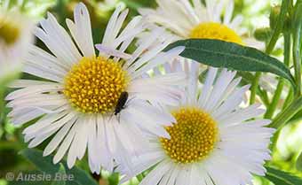 daisies native bees