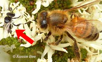 Stingless native bee and commercial honey bee