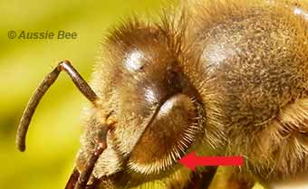 commercial honey bee hairy eye