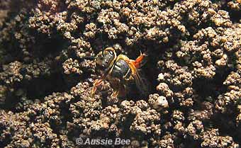 lasioglossum native bee nesting in the ground