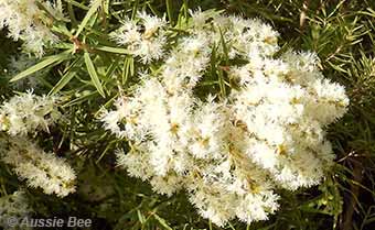 Honey Myrtle for native bees