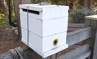 Buy a hive of stingless bees