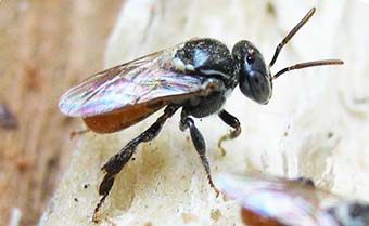 Aussie Bee Amp Australian Native Bee Research Centre