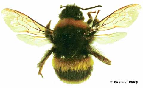 https://www.aussiebee.com.au/images/bumblebee-batley-opt20.jpg