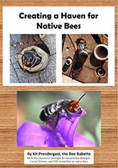 Creating a Haven for Native Bees by Kit Prendergast